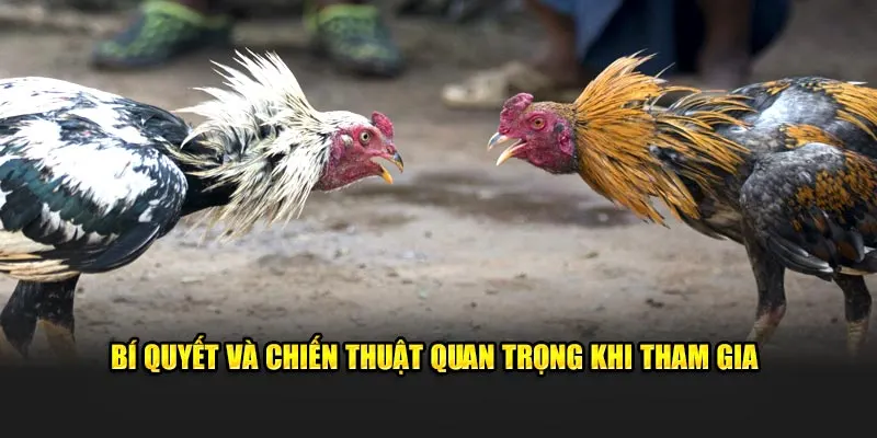 Bí quyết và chiến thuật quan trọng khi tham gia