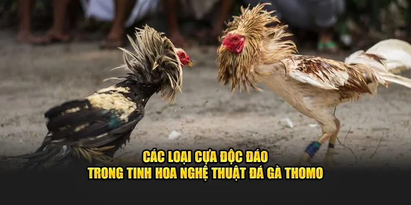 Các loại cựa độc đáo trong tinh hoa nghệ thuật đá gà Thomo