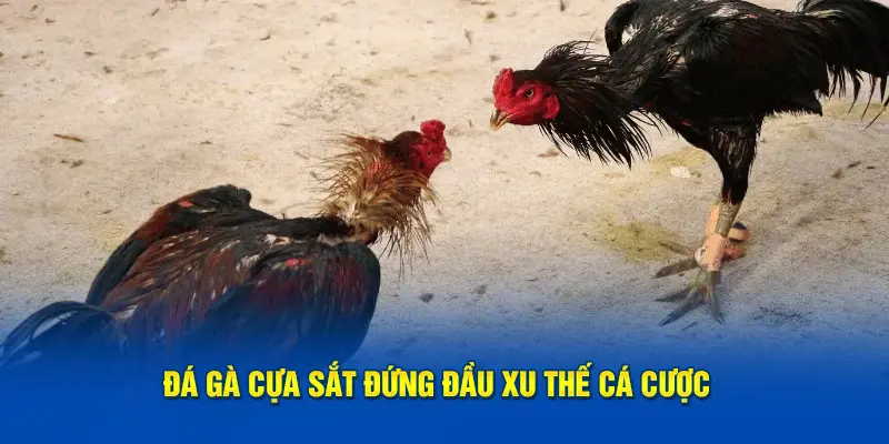 Đá gà cựa sắt đứng đầu xu thế cá cược