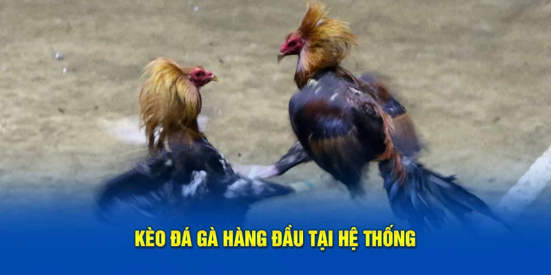 Kèo đá gà hàng đầu tại hệ thống