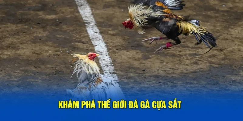 Tìm hiểu thế giới đá gà cựa sắt mới lạ