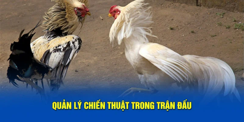 Hiểu rõ từng chiến lược trong trận đấu