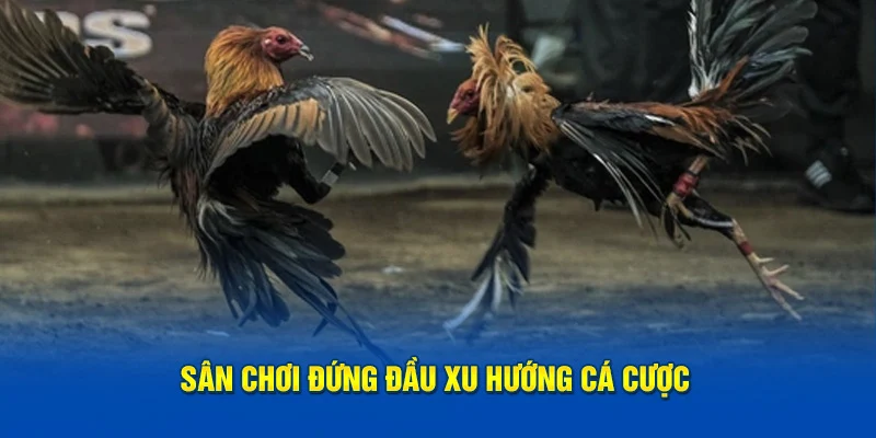 Sân chơi đứng đầu xu hướng cá cược