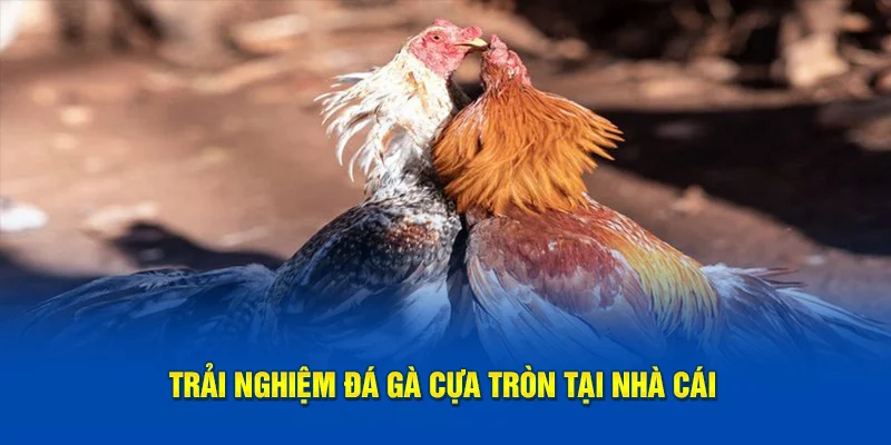 Trải nghiệm đá gà cựa tròn tại nhà cái